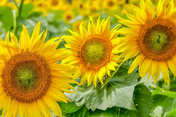 Obraz premium ヒマワリの花