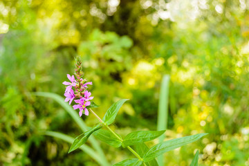 Pink meadow flowers