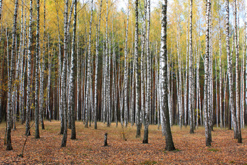 Fototapeta premium Grove of birch trees and dry grass in early autumn, yellow autumn birch forest