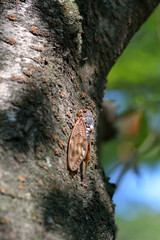A Japanese large brown cicada-Graptopsaltria nigrofuscata- perched on a cherry tree in August.