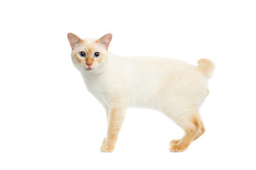 Fototapeta na wymiar Funny Breed Mekong Bobtail Cat Blue eyed, Standing and Looking in Camera, Isolated White Background, Color-point Fur, without tail