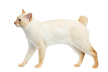 Funny Breed Mekong Bobtail Cat Blue eyed, Walking, Isolated White Background, Color-point Fur