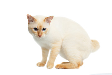 Beautiful Breed Mekong Bobtail Cat with Blue eyes Sitting and Sad Looking, without tail on Isolated White Background, Color-point Fur