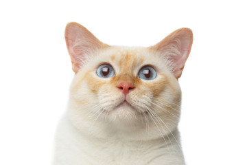 Close-up portrait of Funny Breed Mekong Bobtail Cat Blue eyed, Staring in Camera Isolated White Background, Color-point Fur
