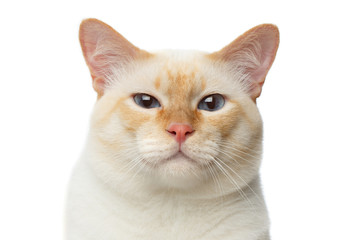 Close-up portrait of Funny Breed Mekong Bobtail Cat Blue eyed, happy face, Isolated White Background, Color-point Fur