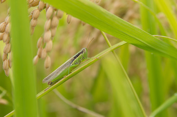 稲穂とイナゴ