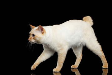 Curious Breed Mekong Bobtail Cat Blue eyed, Walking, Isolated Black Background, Color-point Fur