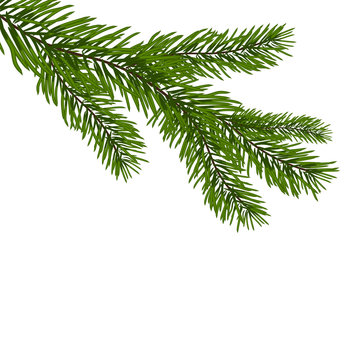 Green, realistic branch of fir. Fir branches. Isolated on white Christmas vector illustration