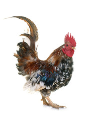 serama rooster in studio