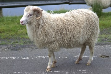 Wildlife in the Faroe Islands 