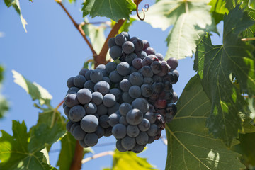 vendemmia uva nera