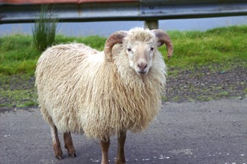 Fototapeta premium Wildlife in the Faroe Islands 