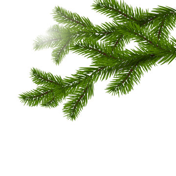 Two green spruce branches realistic. Christmas Spruce branches. Isolated on white Christmas illustration