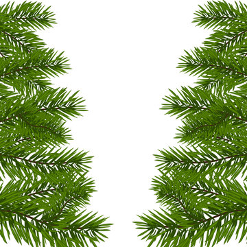 Green lush branch of spruce with the two sides. Fir branches. Isolated on white illustration