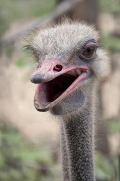 Smiling Ostrich portrait