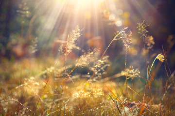 Beautiful nature background. Autumn grass with morning dew in sun light closeup