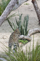 Serval looking to left