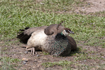 Peahen sitting on grass enjoying the sunshine