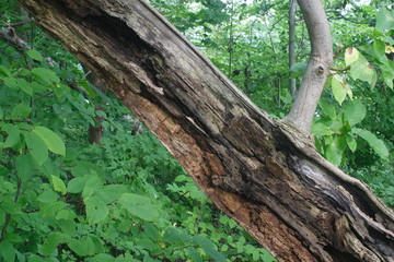 Obraz premium 森の倒木