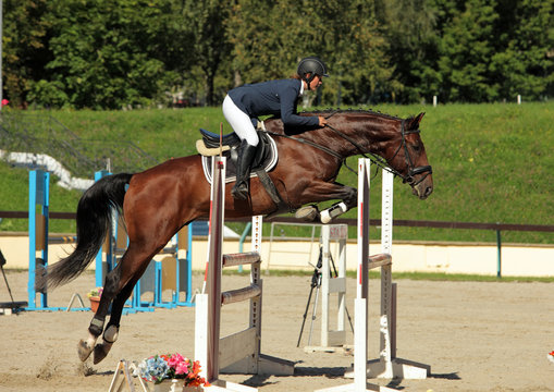 Female Equestrian And Brown Bay Horse Jumping