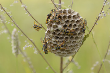 Wasp nest with wasps sitting on it. . The  of a family   which is taken  close-up