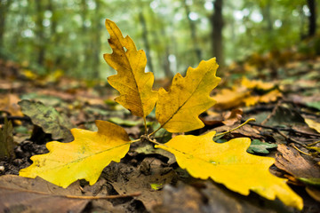 Yellow fallen leaves on a forest path at autumn