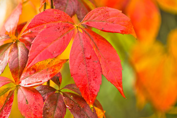 Colors of autumn on yellow, orange and red leaves in a park
