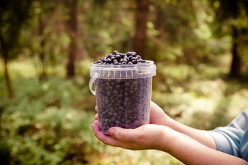 bucket timber of blueberries in the hands of a girl 