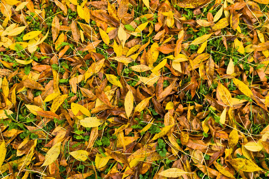 Autumn carpet of yellow and orange leaves on a green grass in a park