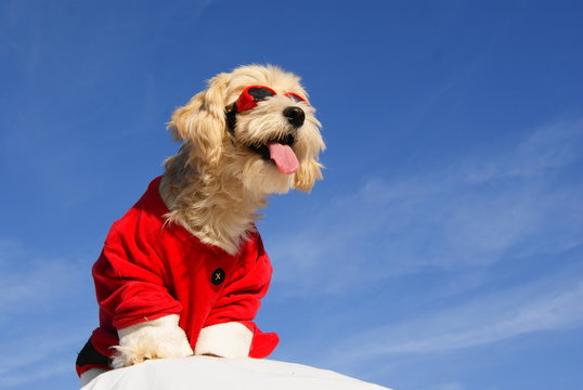 christmas dog