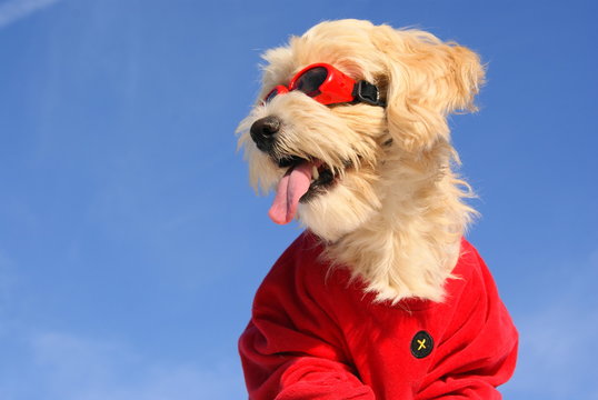 christmas dog