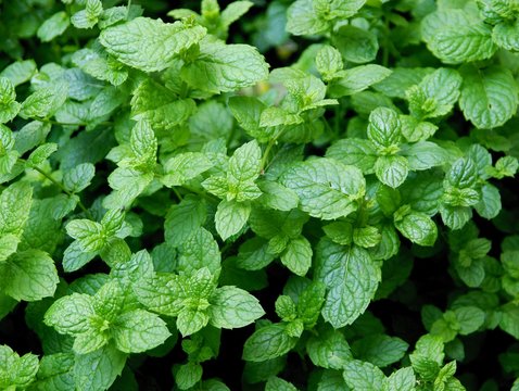 mint herb close up