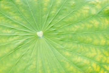 Fototapeta na wymiar Close-up detail of the center of a lilypad, where all the spines and veins converge. Nature backgrounds and concepts.