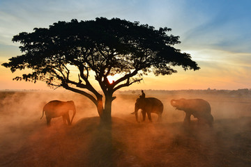 Obraz na płótnie Canvas Elephant and Man hometown in the field on during mist sunrise ,Surin Thailand