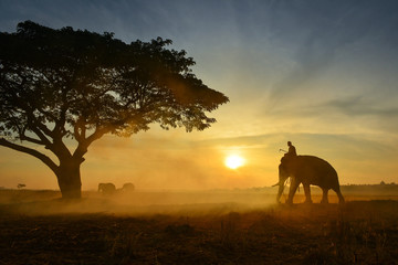 Fototapeta na wymiar Elephant and Man hometown in the field on during mist sunrise ,Surin Thailand