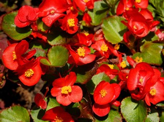 red flowers of begonia close up