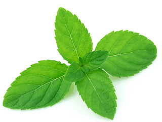 Nausea & Headache: Mint leaves, especially freshly crushed leave