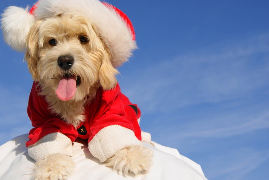 christmas puppy