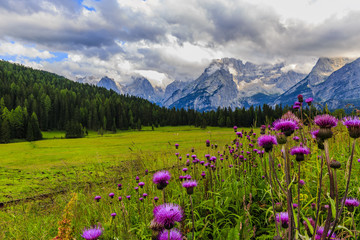 Wild flowers and range of Sorapis Mountains and Monte Antelao with grassland in Misurina, near Cortina d'Ampezzo, Dolomite Alps, Italy