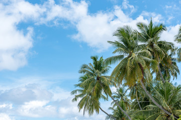 Fototapeta premium Blauer Himmel im Paradies 