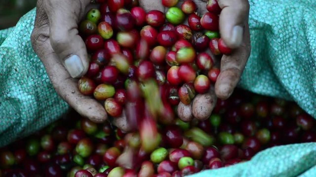 coffee farmer shows fresh coffee berries