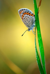Polyommatus Icarus, Common Blue, is a butterfly in the family Lycaenidae. Beautiful butterfly sitting on flower. Occurence of species in Europe, America and Asia.