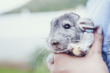 Chinchilla