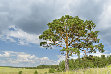Fototapeta na wymiar solitary pine tree stands alone against blue sky with forest
