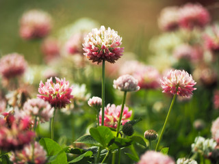 pink clover meadow