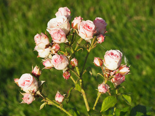 branch of delicate pink tea roses in the web