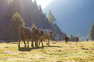 K&uuml;he beim Almabtrieb