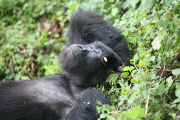 Fototapeta premium Wild Gorilla animal Rwanda Africa tropical Forest