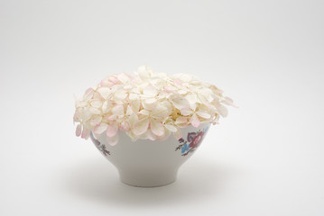 Plant (Hydrangea) in glass on a white background.