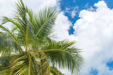 Fototapeta premium Palmen vor Wolken